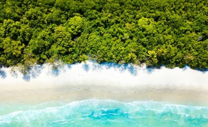 Overhead image of trees reaching shoreline of sandy beach.